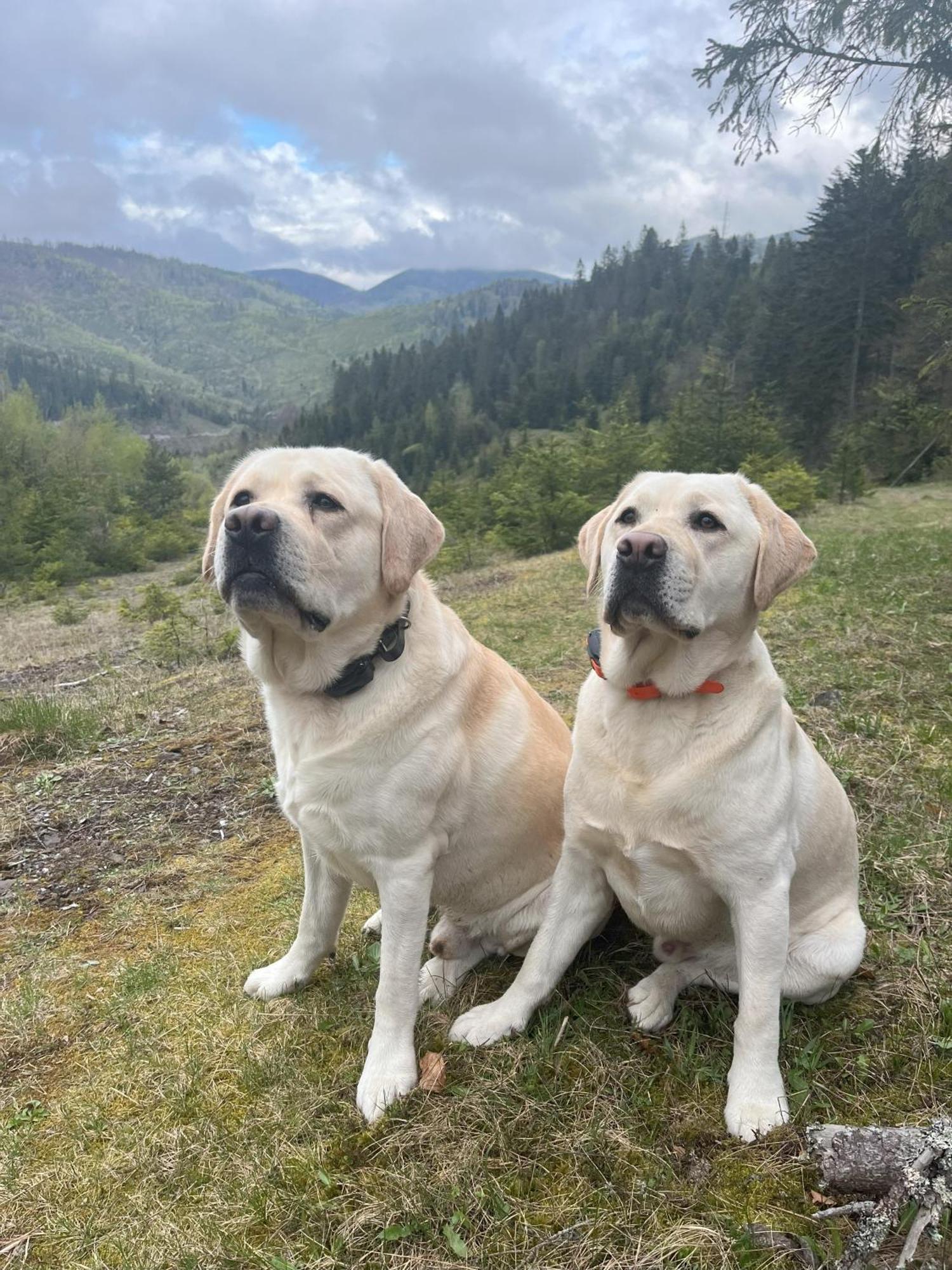 Penzion Pod Guglom Mlynky Buitenkant foto
